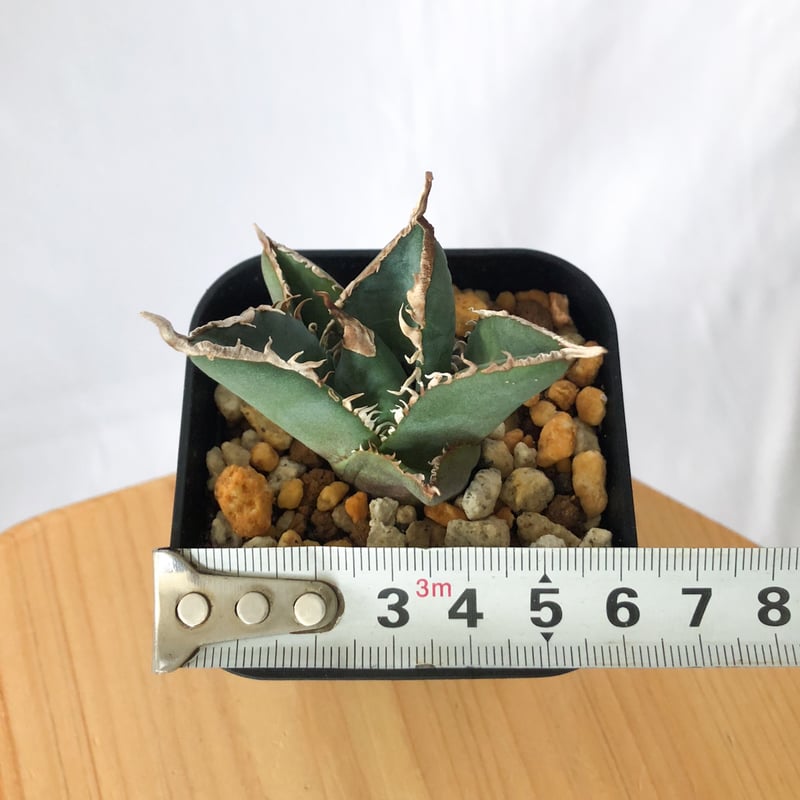 アガベ チタノタ 南アフリカダイヤモンド【発根管理中】TC株
