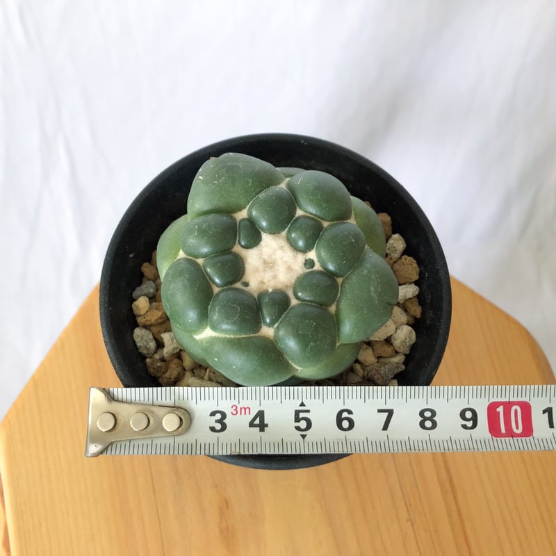 コリファンタ 刺無象牙丸 美株 実生 Coryphantha elephantidens サボ