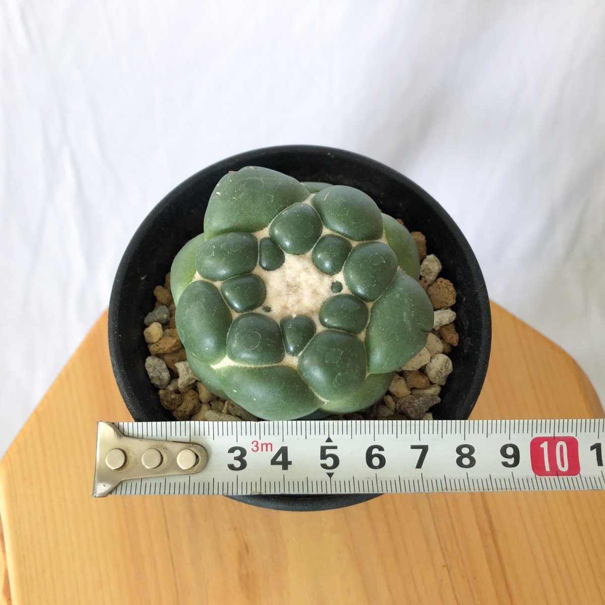 コリファンタ 刺無象牙丸 美株 実生 Coryphantha elephantidens サボ