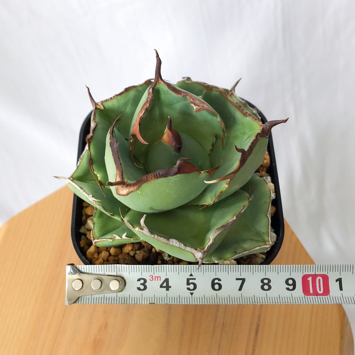 アガベ チタノタ 純血ジャガーノート 美株 OC株【発根管理中】Agave