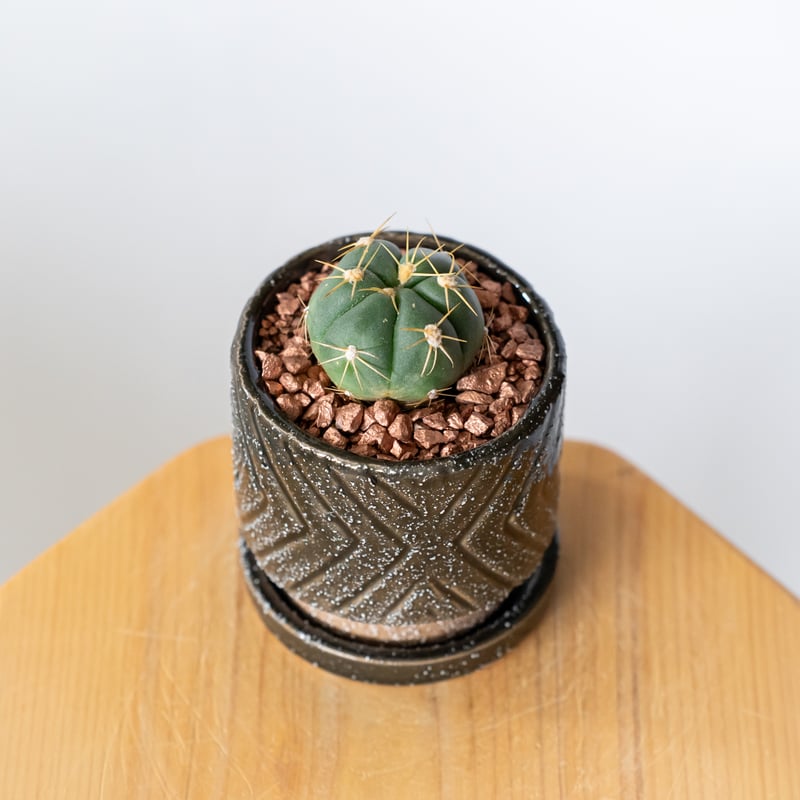 ギムノカリキウム 海王丸 鉢セット Gymnocalycium paraguayense サボ