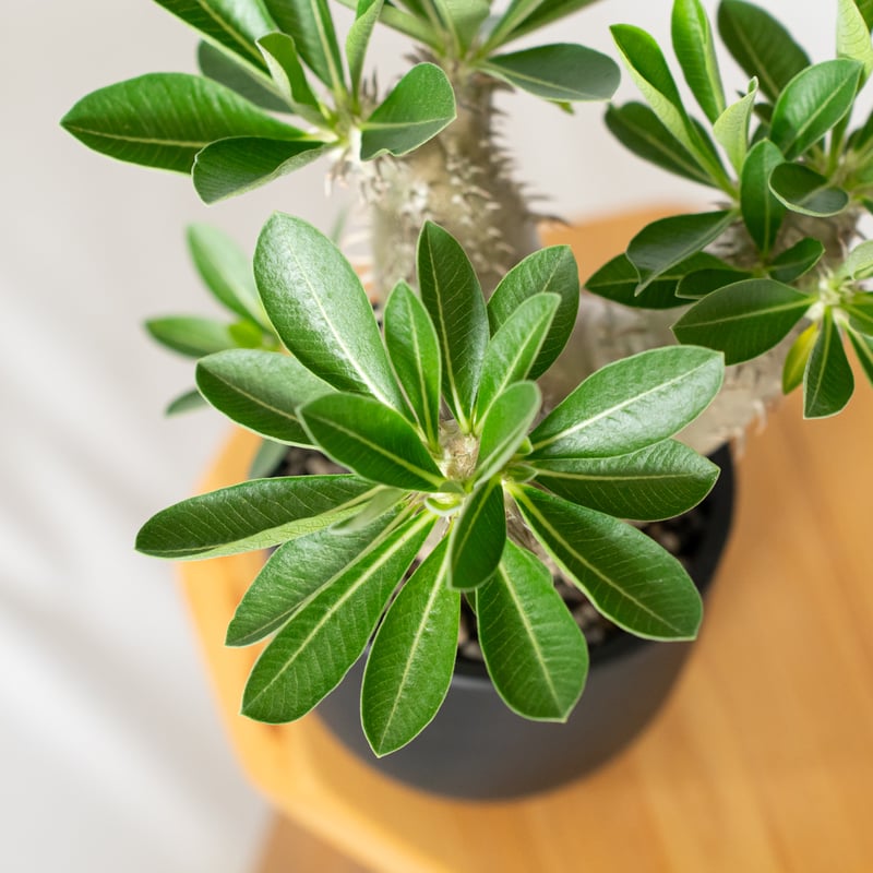 パキポディウム 恵比寿大黒 実生 美株 Pachypodium Densicaule 塊根植物