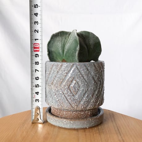 アストロフィツム ランポー玉 4稜 鉢セット 鸞鳳玉 四角ランポー Astrophytum myriostigma サボテン 多肉植物 観葉植物 静岡 ANTIDOTE 通販 S1340