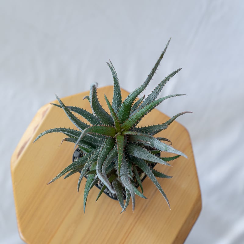アロエ カスティロニアエ × パルブラ Aloe hybrid A.castilloniae