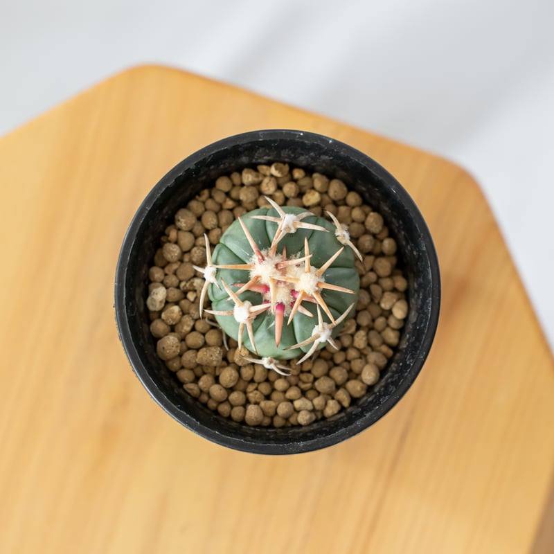 サボテン　白刺翠平丸 エキノカクタス 白刺翠平丸 実生 美株 Echinocactus