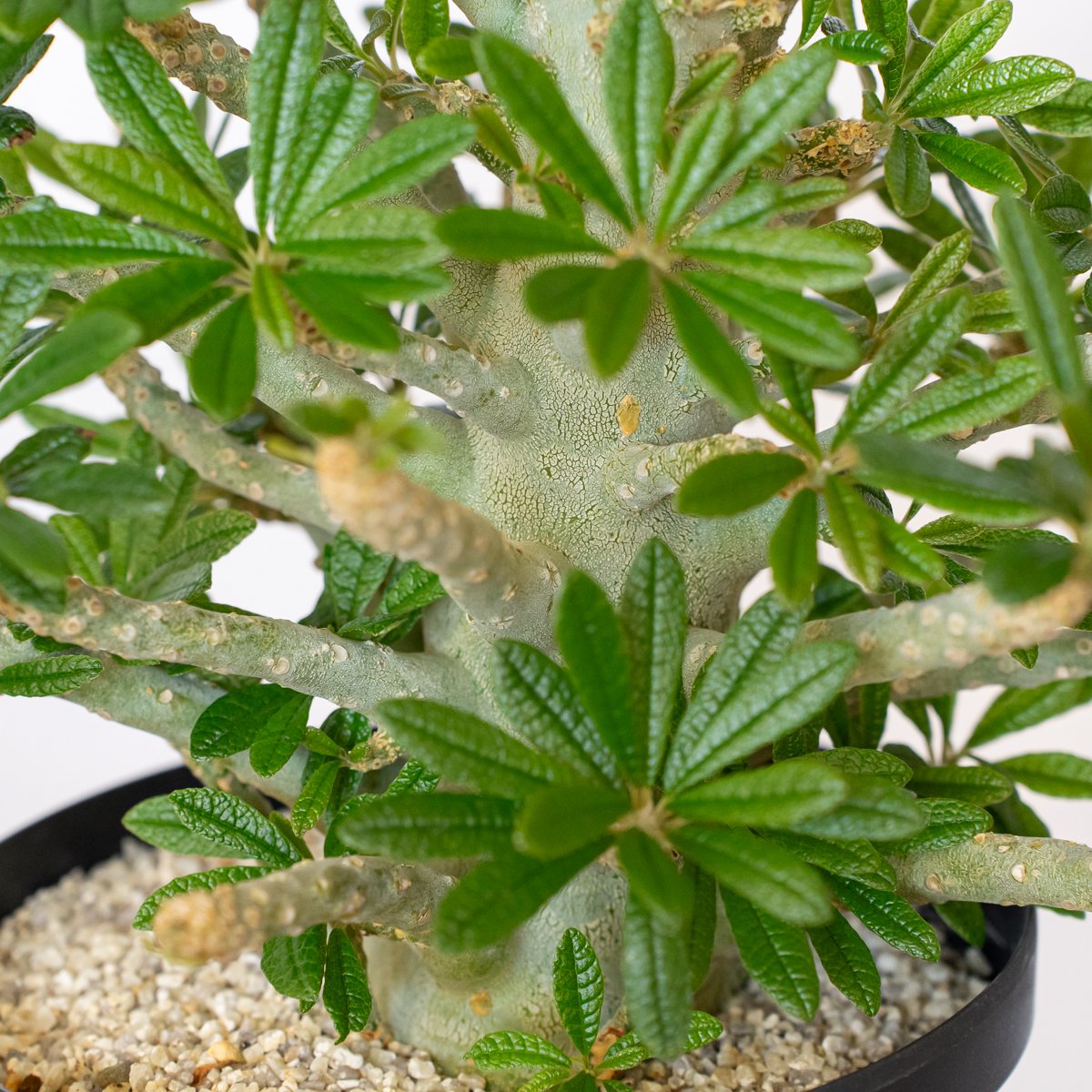 ドルステニア ギガス 特大株 Dorstenia gigas 塊根植物 多肉植物 珍奇