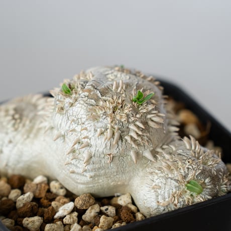 パキポディウム ブレビカウレ 恵比寿笑い 実生 Pachypodium brevicaule 塊根植物 コーデックス 多肉植物 珍奇植物 静岡 ANTIDOTE 通販 S1350