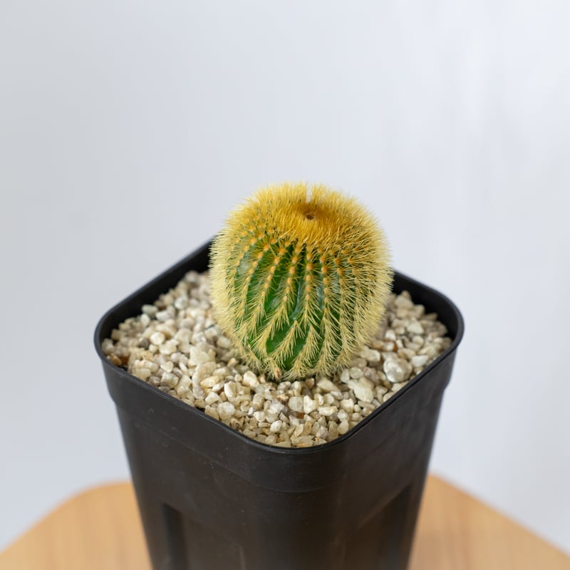 ユーベルマニア エリオカクトイデス 美株 実生 Uebelmannia pectinifera