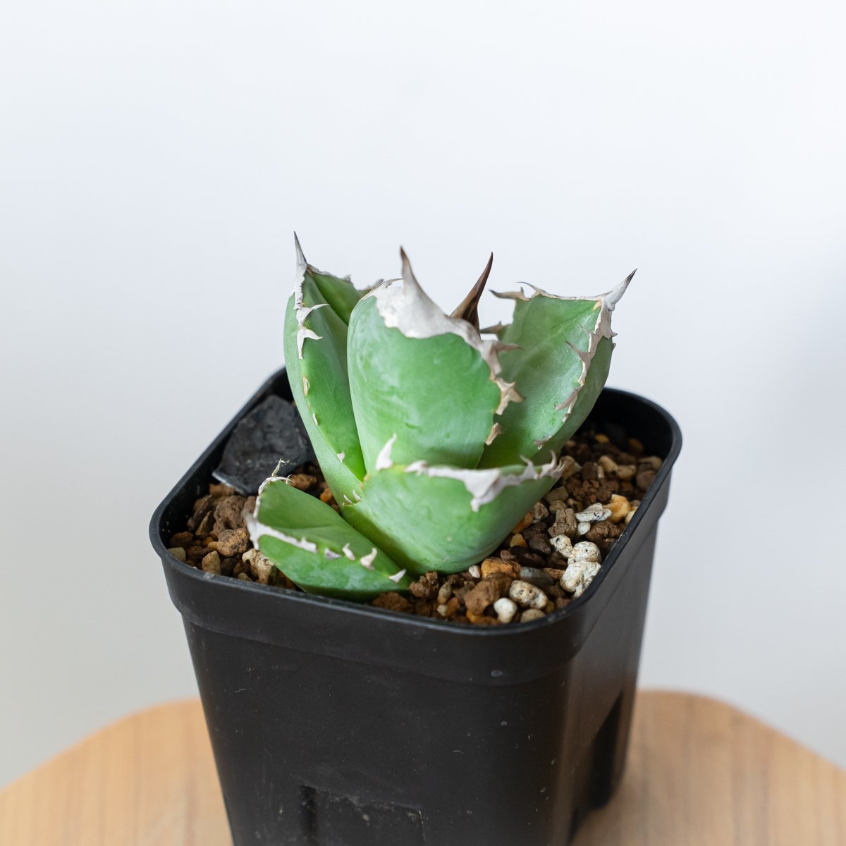 アガベ チタノタ 白犀牛 【発根管理中】シロサイ TC株 Agave titanota