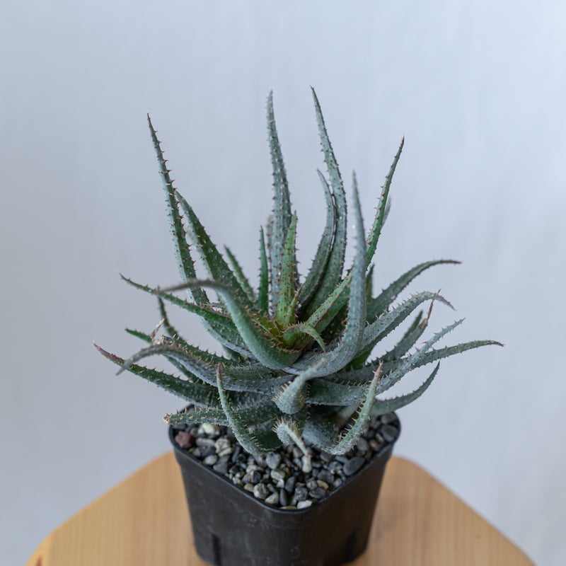 アロエ カスティロニアエ × パルブラ Aloe hybrid A.castilloniae