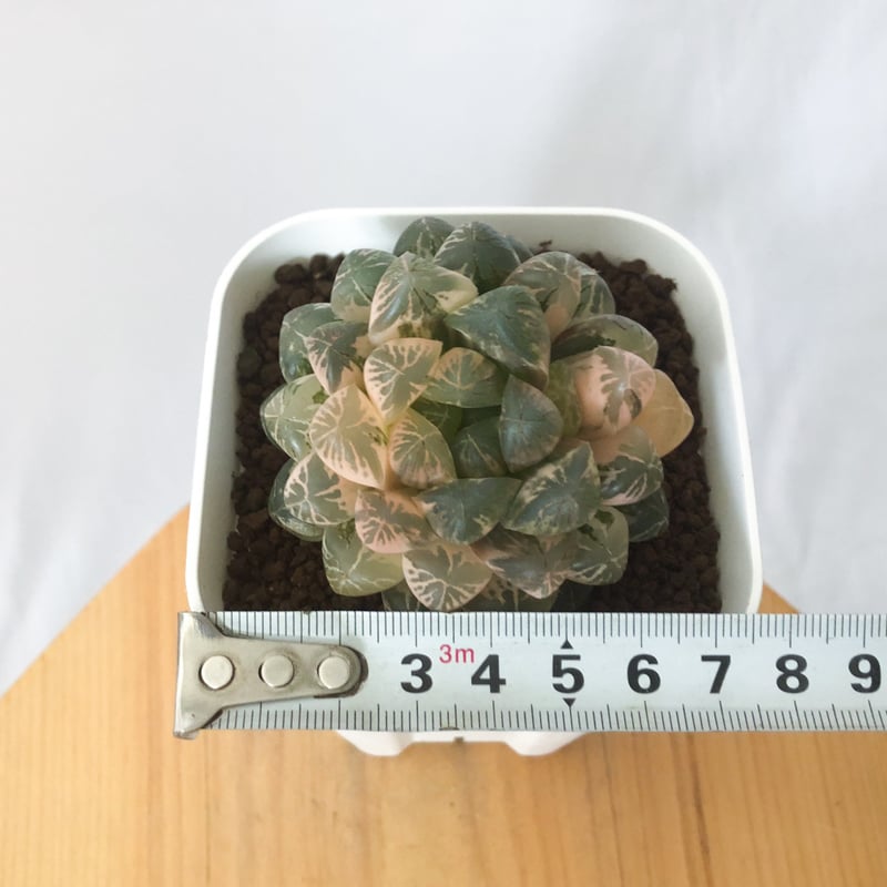 ハオルチア オブツーサ錦 舞姫錦 Haworthia obutusa 'Maihime