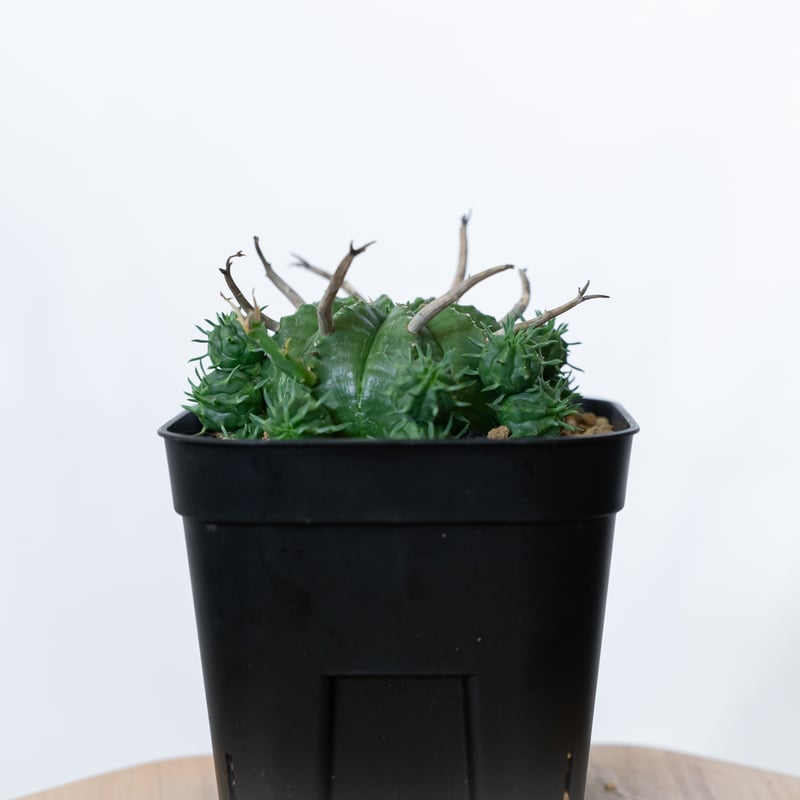 ユーフォルビア スーパーバリダ 子株付き 美株 実生 Euphorbia super