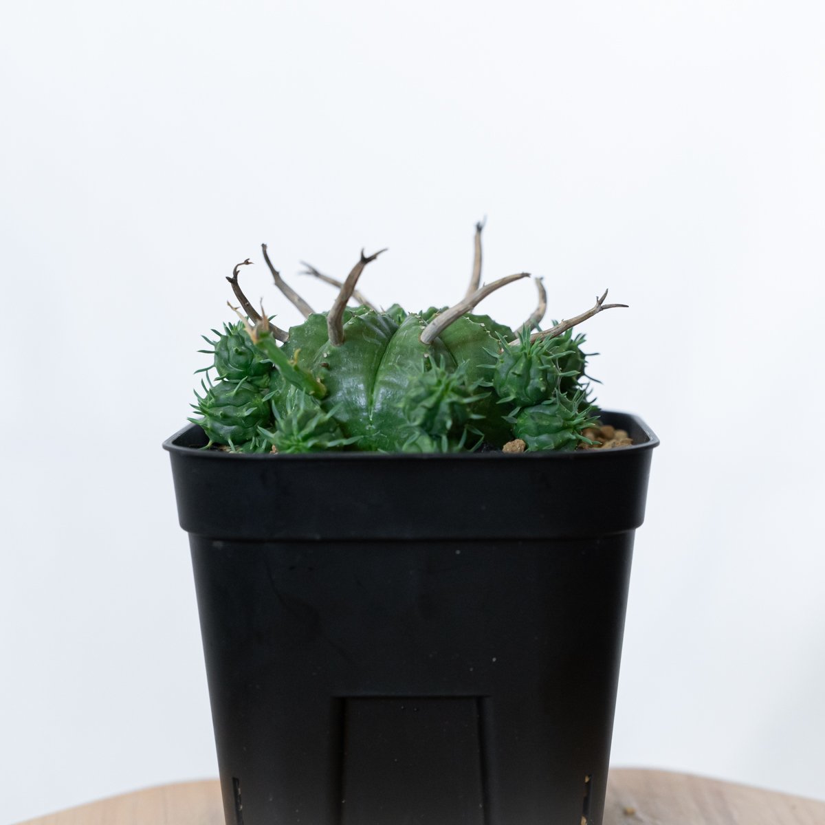 ブラックバリダ　子株付 ユーフォルビア スーパーバリダ 子株付き 美株 実生 Euphorbia super