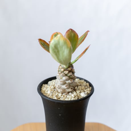 ユーフォルビア ポイゾニー錦  Euphorbia poissonii 多肉植物 珍奇植物 静岡 ANTIDOTE 通販 S558