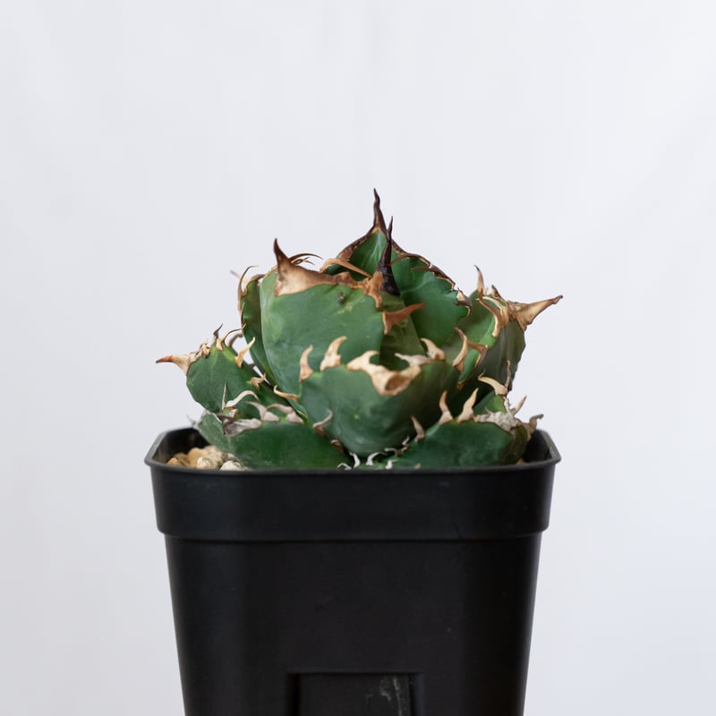 アガベ チタノタ　魔丸　現品株 アガベ チタノタ 魔丸 美株 OC株 agave titanota imps 多肉植物 珍奇植