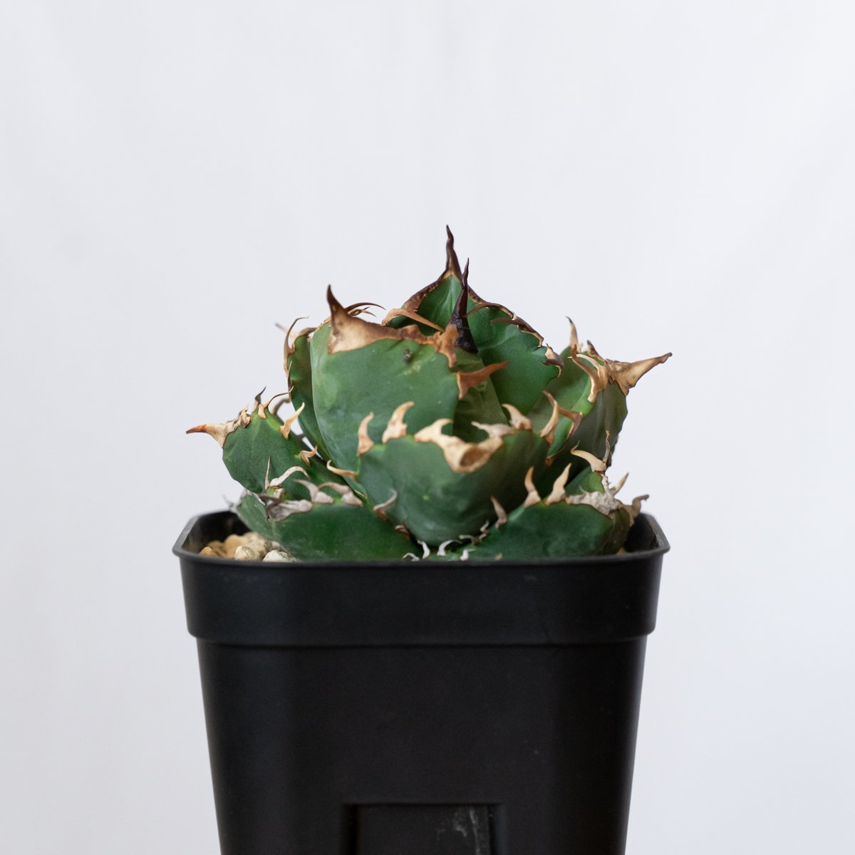 アガベ チタノタ 魔丸 美株 OC株【発根管理中】agave titanota imps