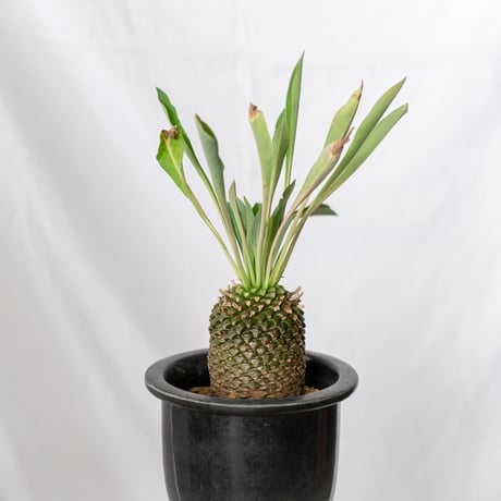 鉄甲丸 ユーフォルビア ブプレウリフォリア 実生 雌株 Euphorbia bupleurifolia 多肉植物 珍奇植物 静岡 ANTIDOTE 通販 S532