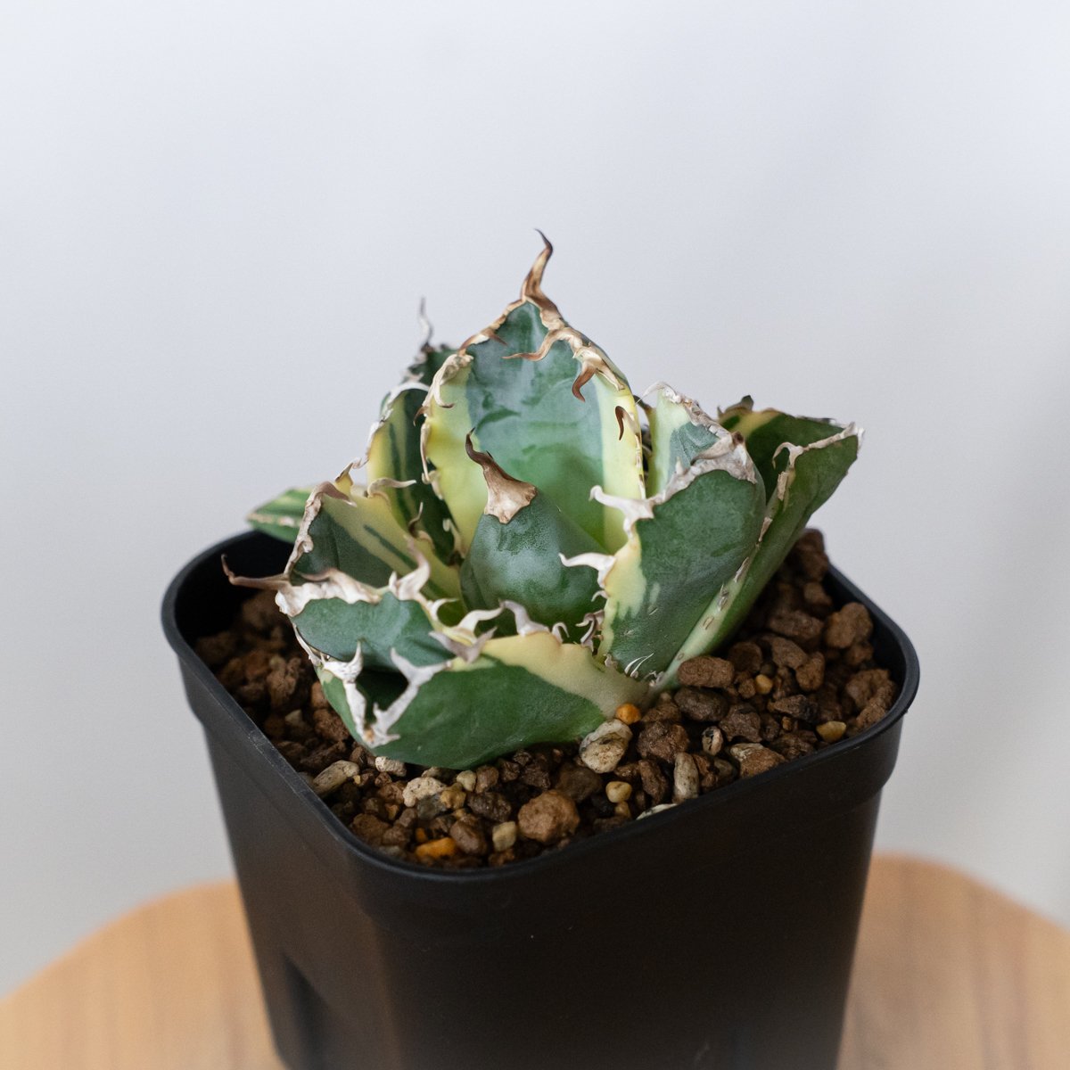 アガベ チタノタ 白鯨 白鯨錦 白覆輪 【発根管理中】TC株 Agave