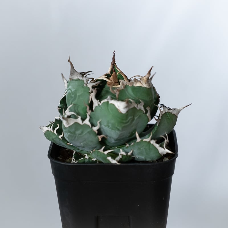 アガベ チタノタ 魔丸 OC株【発根管理中】agave titanota imps 多肉 