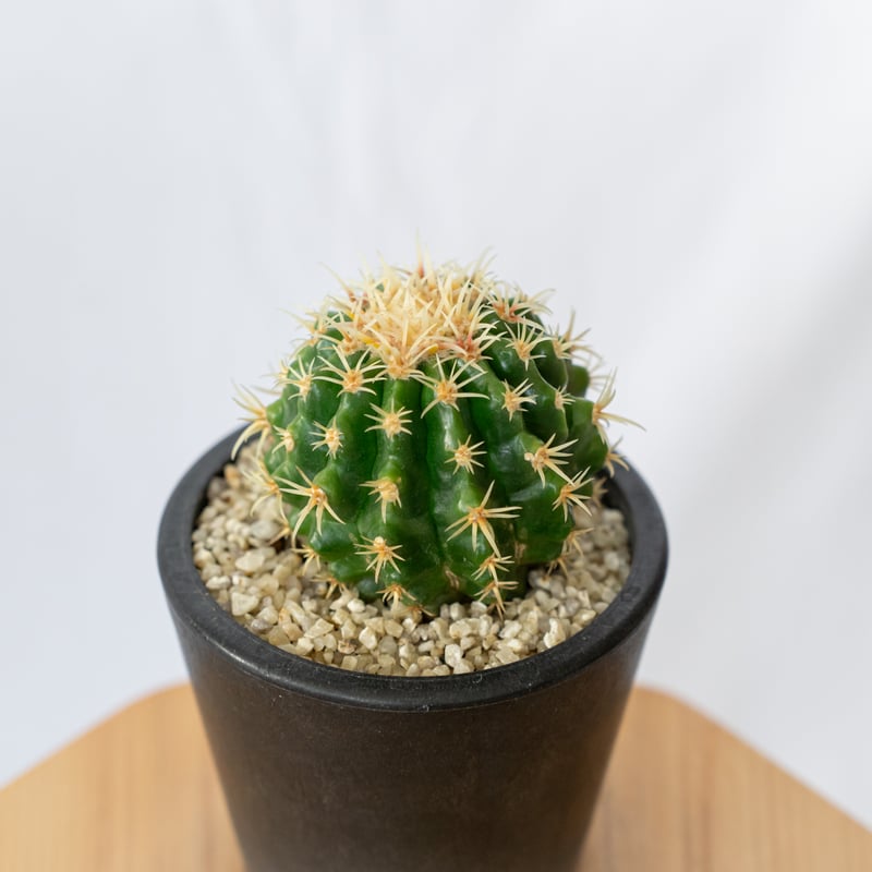 貴重実生品種‼️花サボテン 良香 12年株 2025年最新】Yahoo