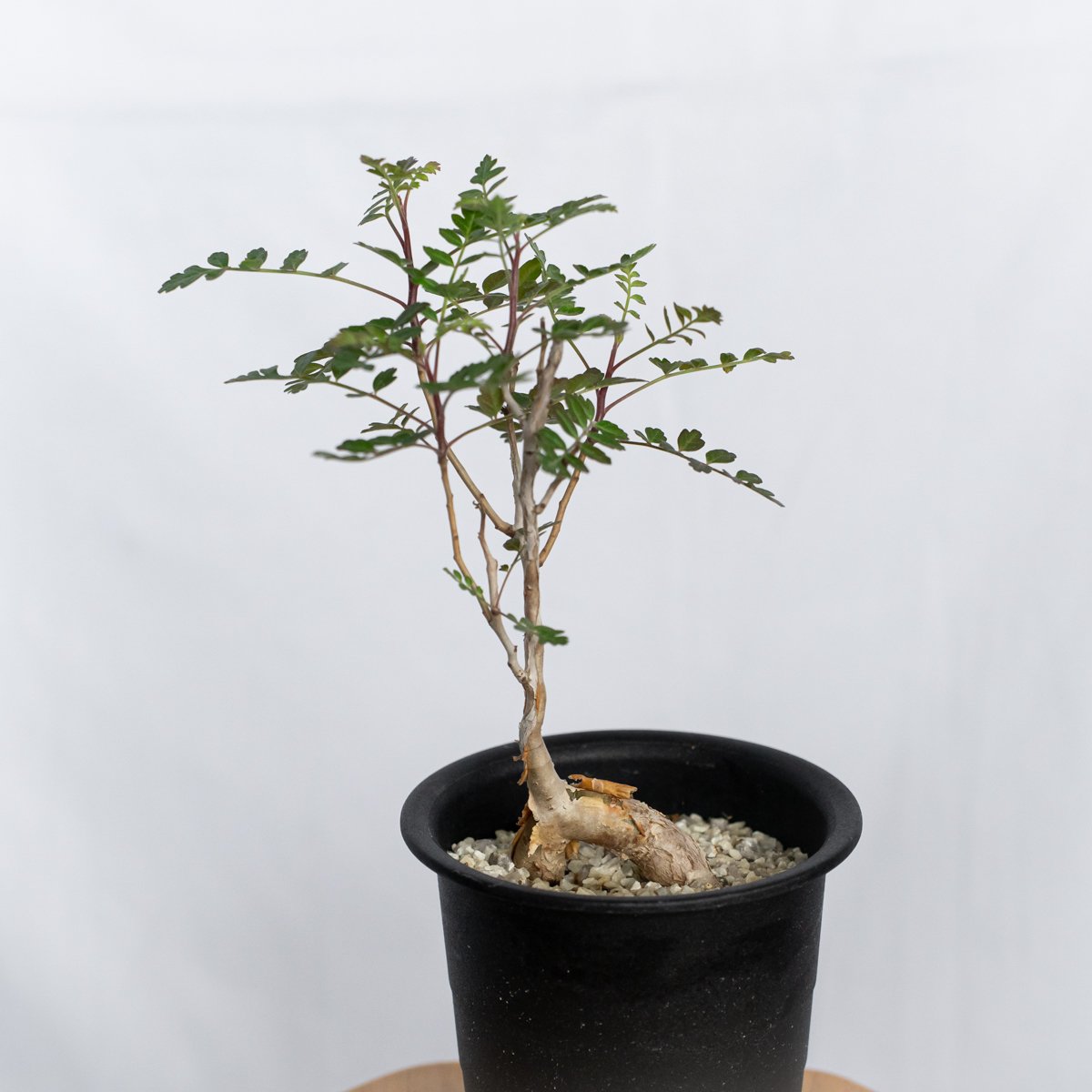 象の木 パキコルムス ディスカラー Pachycormus discolor コーデックス