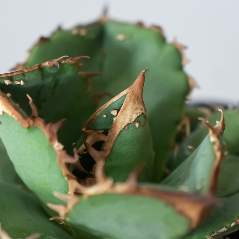 アガベ チタノタ 鰐亀 ワニガメ【発根管理中】TC株 Agave titanota