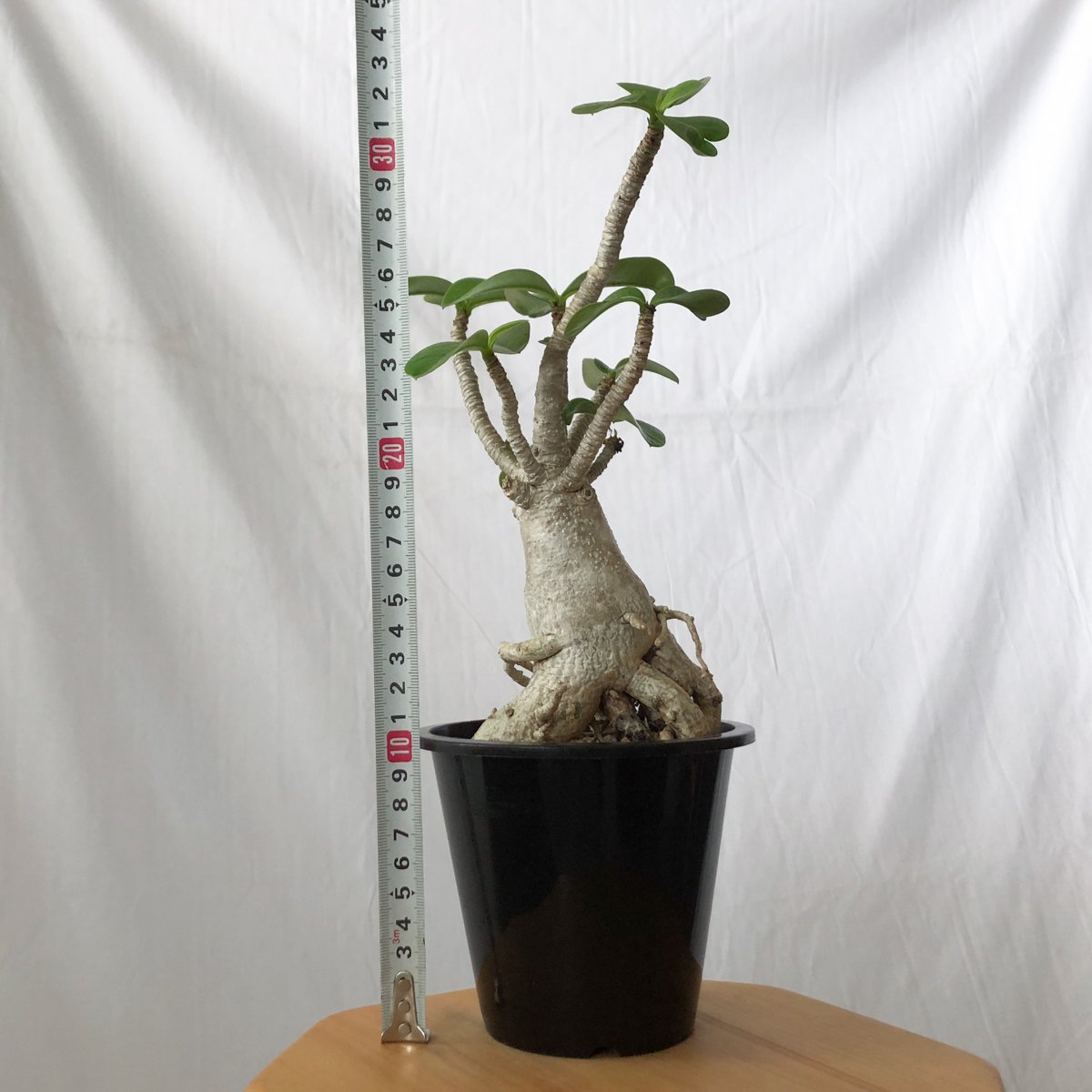 特大　アデニウムアラビカム　バオバブフォーム アデニウム アラビカム バオバブフォーム 実生 Adenium Arabicum baobab