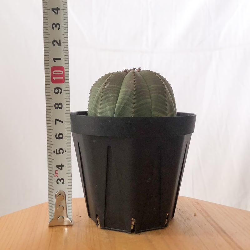 ユーフォルビア オベサ メス株 雌株 美株 Euphorbia obesa 多肉植物