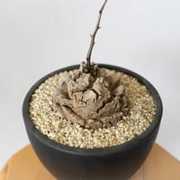 亀甲竜 ディオスコレア・エレファンティペス 大株 Dioscorea elephantipes 塊根植物 コーデックス 多肉植物 珍奇植物 ANTIDOTE 静岡 通販 S800