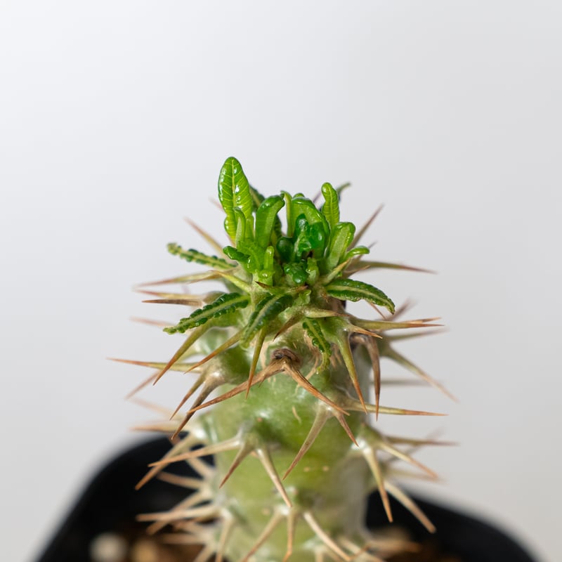 パキポディウム アンボンゲンセ 実生 Pachypodium ambongense. 塊根植物