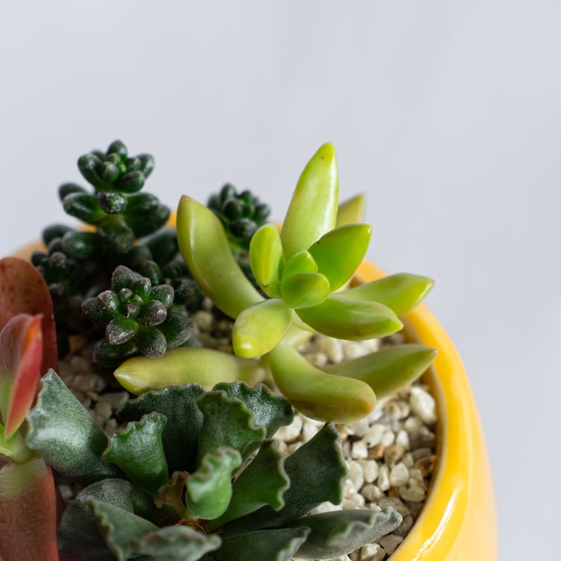 多肉植物 寄せ植え 鉢セット インテリア 多肉植物 観葉植物 珍奇植物