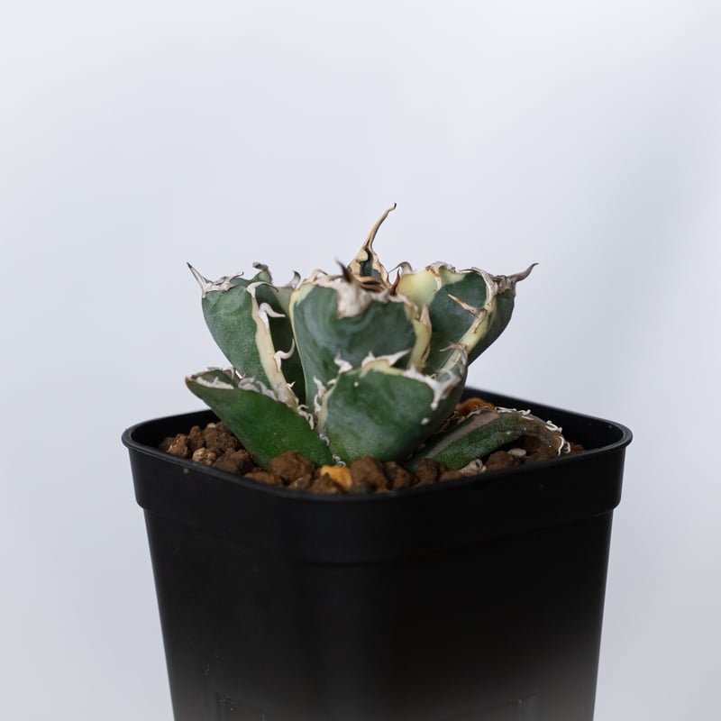 アガベ チタノタ 白鯨 白鯨錦 白覆輪 TC株 Agave titanota White Wh
