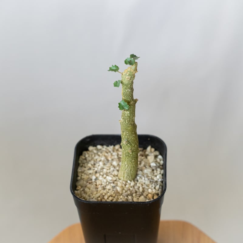 ドルステニア ジプソフィラ 実生 Dorstenia gypsophila 塊根植物