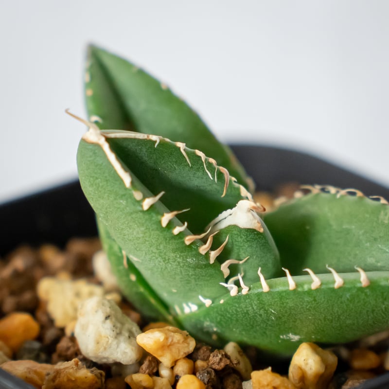 アガベ チタノタ 大白鯊 ホオジロザメ TC株 Agave titanota great wh