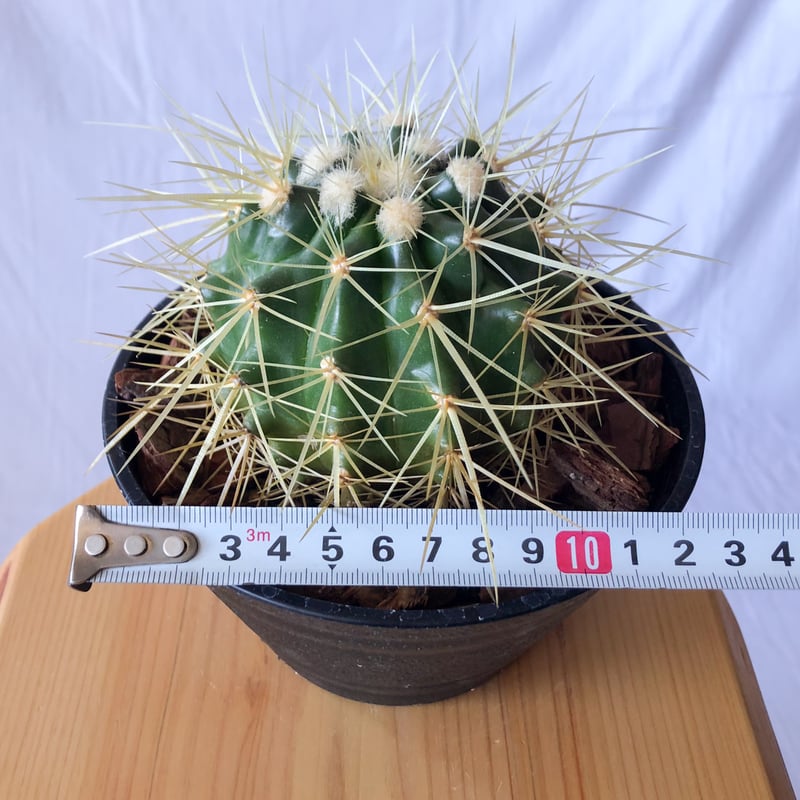 金鯱 エキノカクタス Golden ball cactus サボテン 多肉植物 珍奇植物