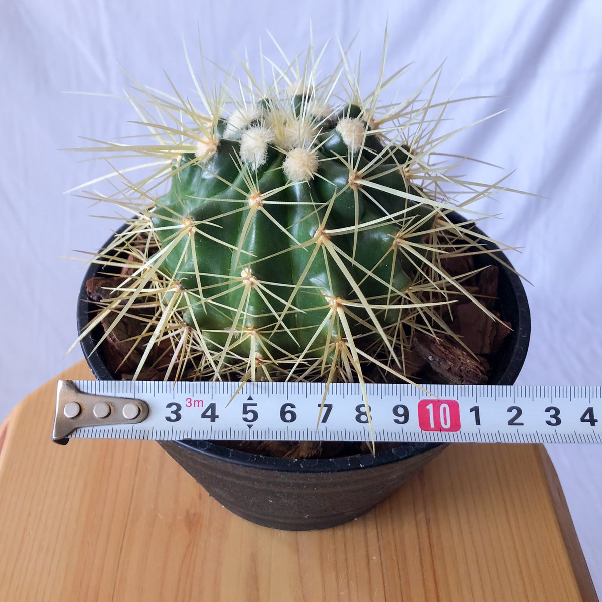 金鯱 エキノカクタス Golden ball cactus サボテン 多肉植物 珍奇植物
