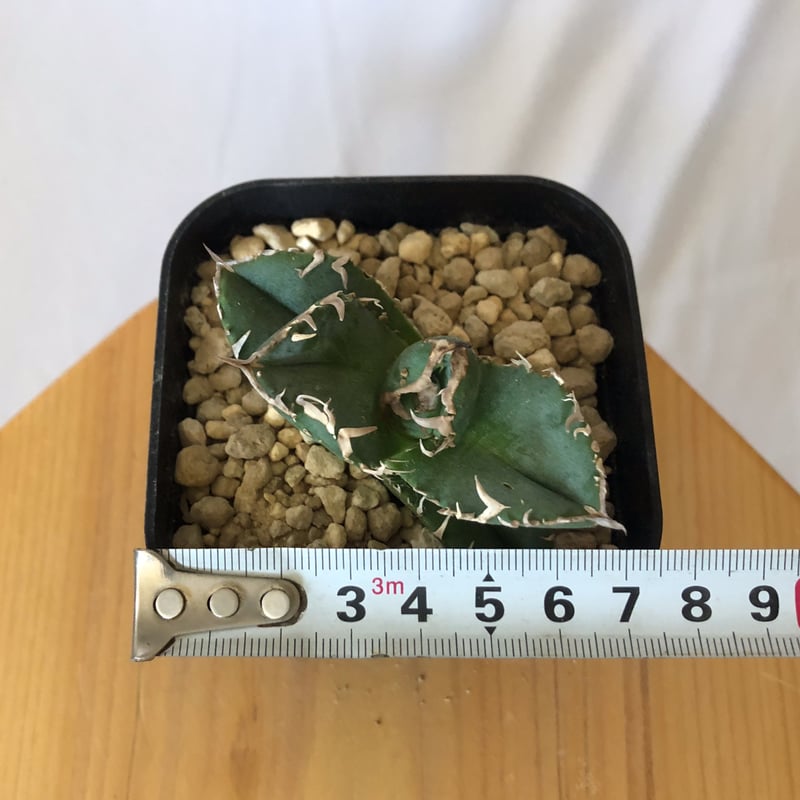 アガベ チタノタ 氷雹【発根管理中】TC株 Agave titanota HYO ブツブツ