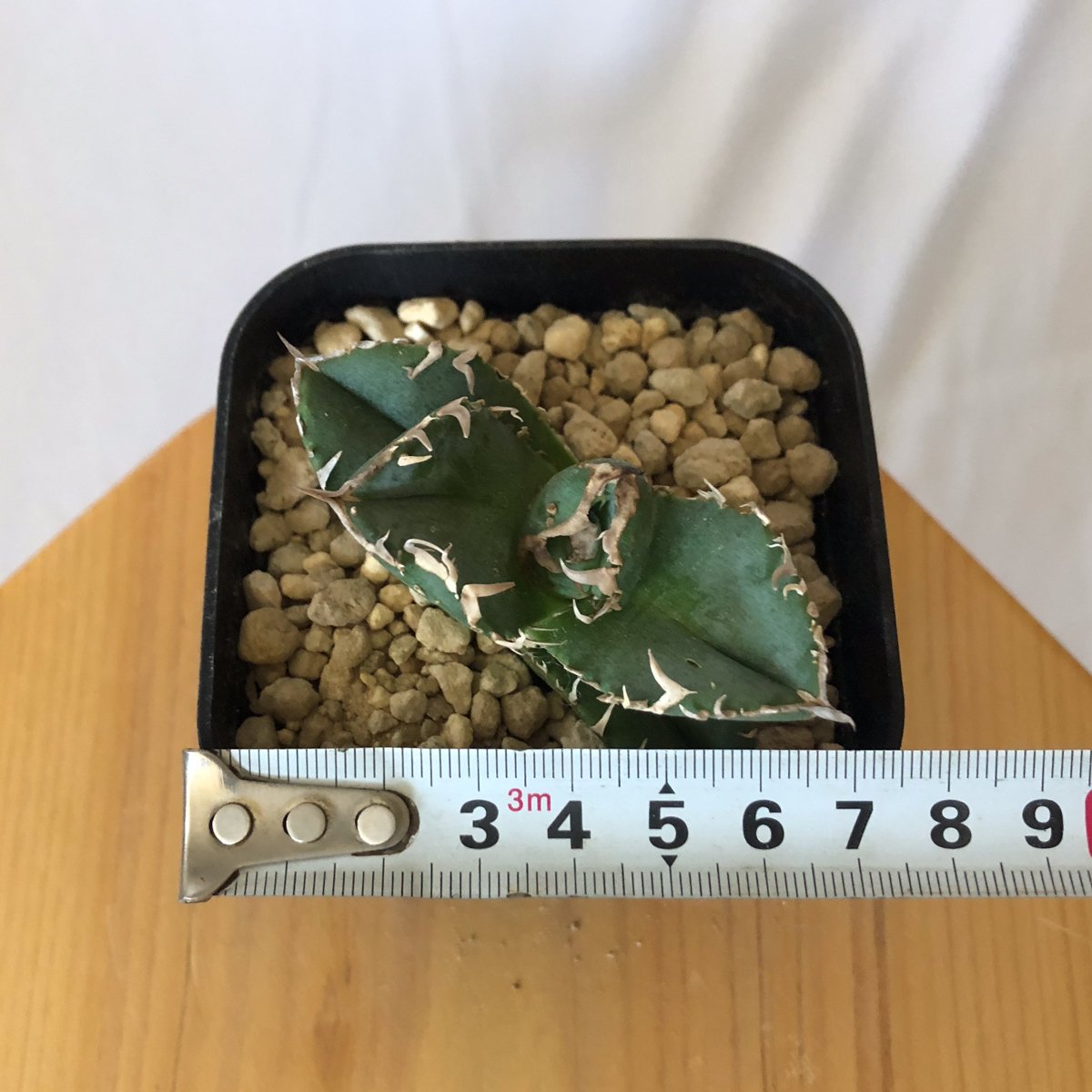 アガベ チタノタ 氷雹【発根管理中】TC株 Agave titanota HYO ブツブツ