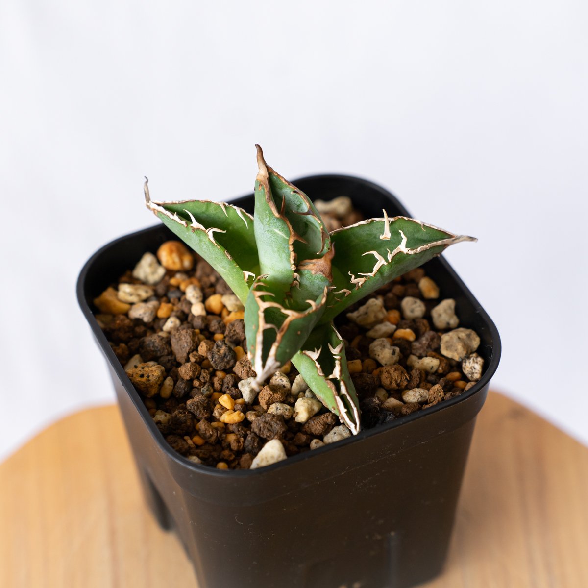 アガベ チタノタ ブツブツノーネーム TC株【発根管理中】Agave
