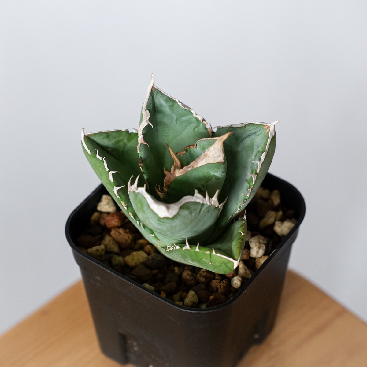 アガベ チタノタ 大白鯊 ホオジロザメ【発根管理中】TC株 Agave