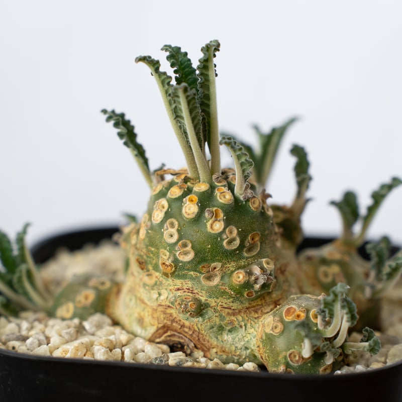 ドルステニア ラブラニー 美株 実生(輸入) Dorstenia Dorstenia lavr
