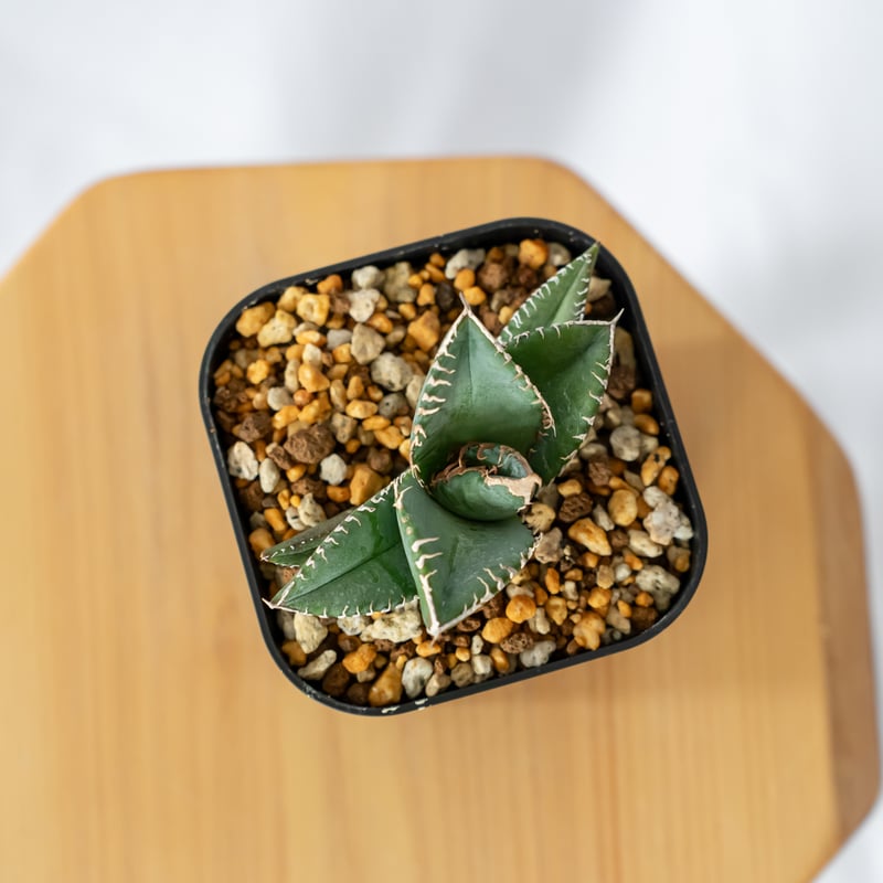 アガベ チタノタ 悪魔くん【発根管理中】TC株 Agave titanota 多肉植物