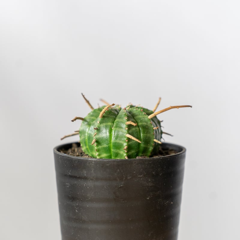 ユーフォルビア　バリダ　n/oh 陶器鉢 ユーフォルビア スーパーバリダ 陶器鉢付き