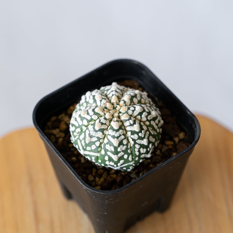 アストロフィツム スーパー兜 Vタイプ アロータイプ 実生 Astrophytum