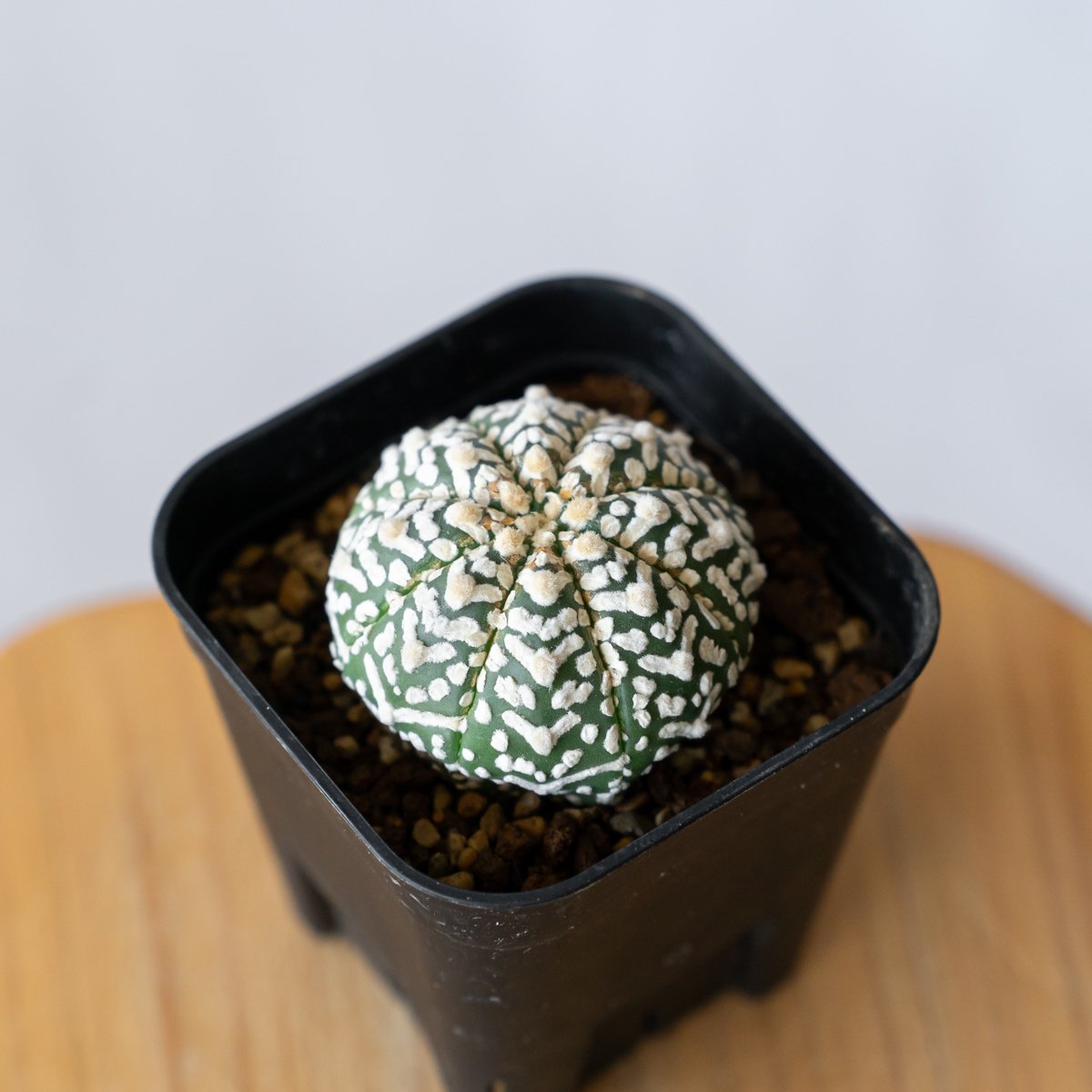 アストロフィツム　スーパー兜　アロー　Vタイプ　実生　美株　最終値下げ アストロフィツム スーパー兜 アロー Vタイプ 実生 美株