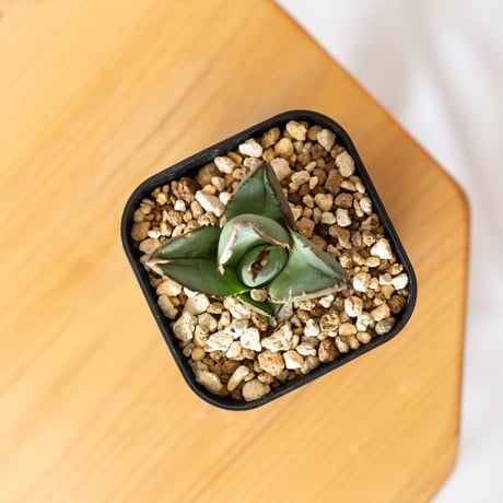 アガベ チタノタ 純血ジャガーノート OC株 Agave titanota Juggernaut 多肉植物 珍奇植物 静岡 通販 ANTIDOTE S707