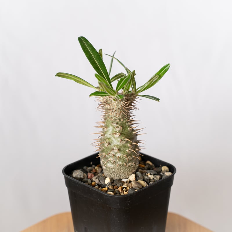 限定一株！ グラキリス 実生 パキポディウム 塊根植物 グラキリス実生/パキポディウム/コーデックス/塊根植物ライフ