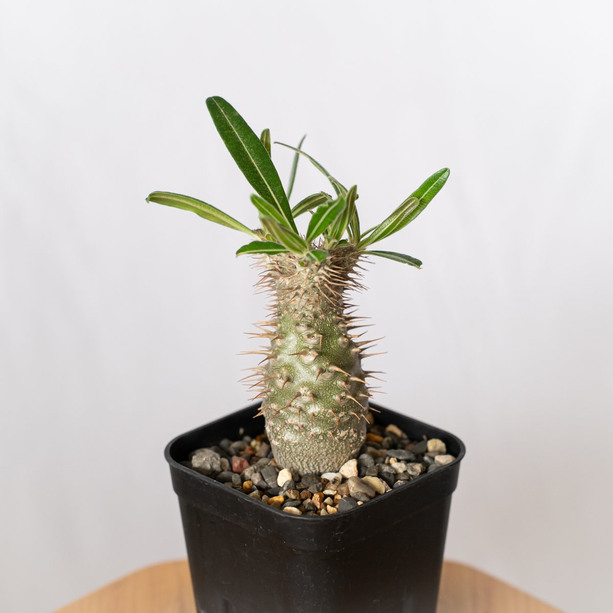 パキポディウム グラキリス 実生 pachypodhium Gracilius 塊根植物 コー