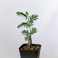 センナ メリディオナリス 実生 Senna Meridionalis 灌木コーデックス 塊根植物 多肉植物 珍奇植物 静岡 ANTIDOTE 通販 S1494