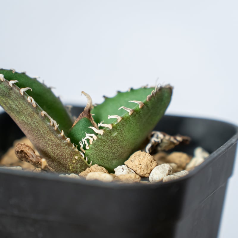 アガベ チタノタ 南アフリカダイヤモンド 鉢ごと アガベ チタノタ SAD 南アフリカダイヤモンド 鉢ごと配送